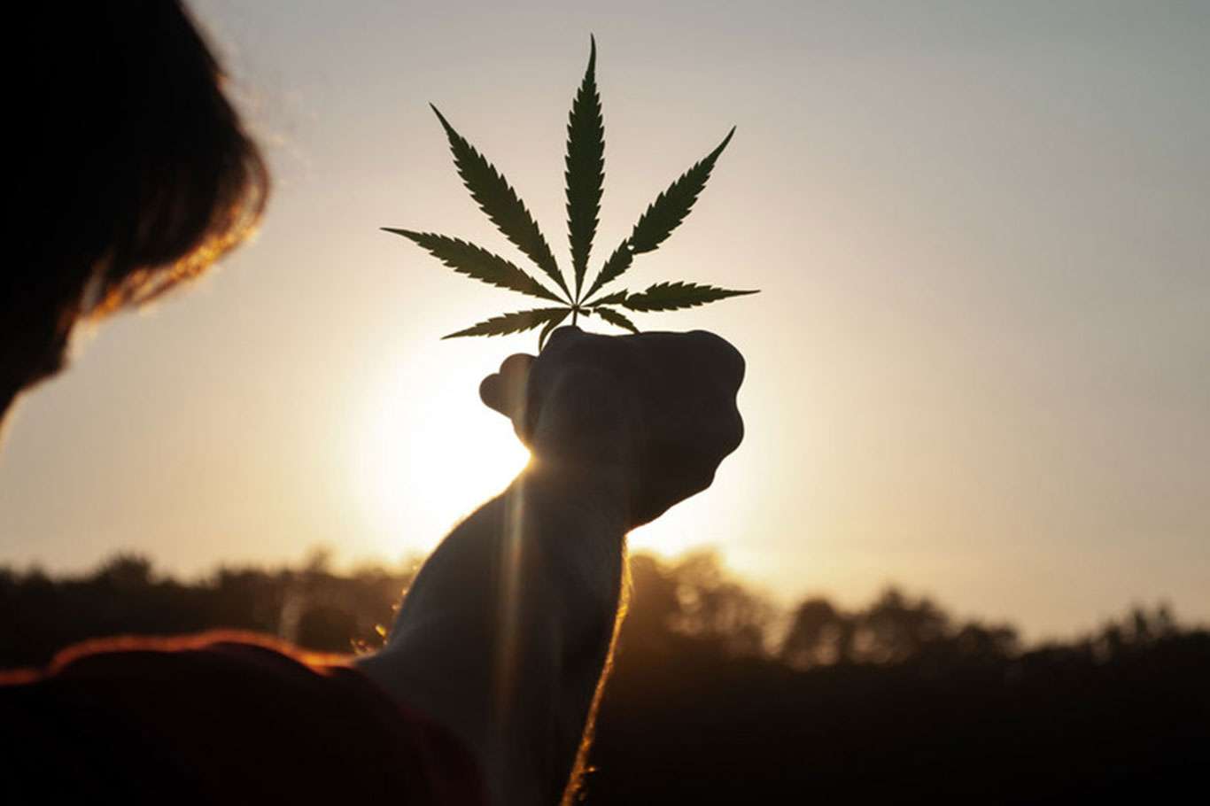 UN commission reclassifies cannabis, no longer considered risky narcotic
